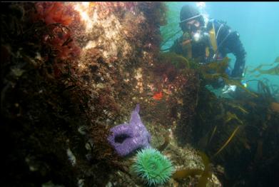 green anemone and seastar