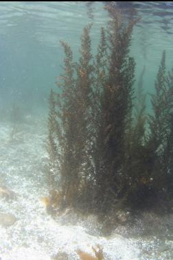 seaweed in shallows