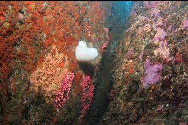 hydrocorals in crevice in shallow wall