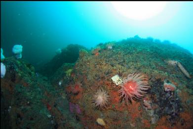 crimson anemones