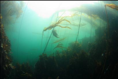 kelp near boat