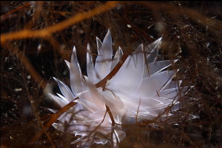 nudibranch in the bay