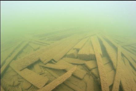 planks near swampy area