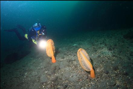 sea pens