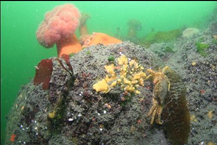 crab and yellow sponge