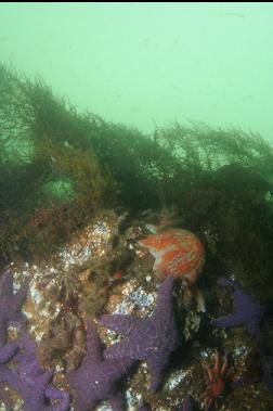 SEASTARS IN SHALLOWS