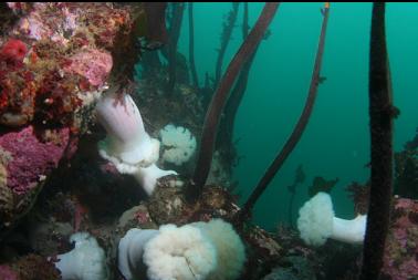 anemones and stalked kelp