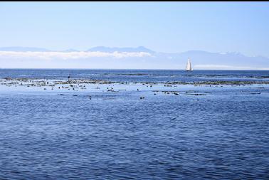 kelp bed and Strait of Juan de Fuca