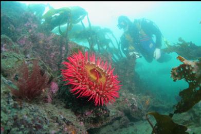 fish-eating anemone