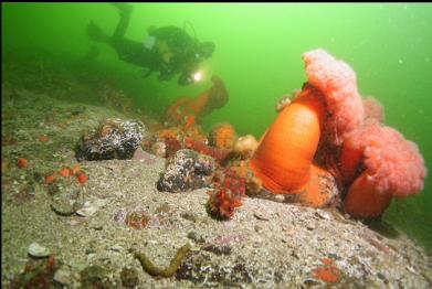 plumose anemones again