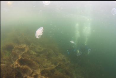 moon jellies near surface