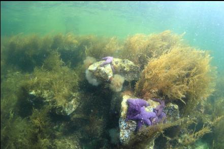 anemones and purple sea stars in the shallows