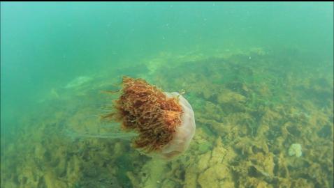 lion's mane with a seal in the background