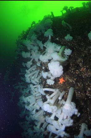 plumose anemones