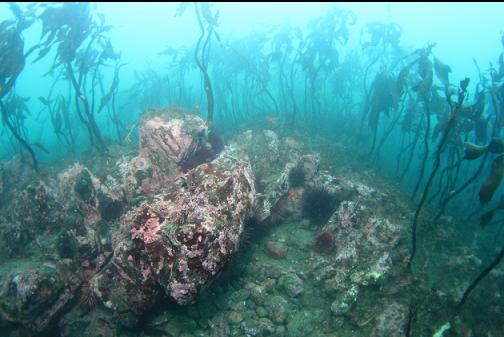 near the tip of the reef