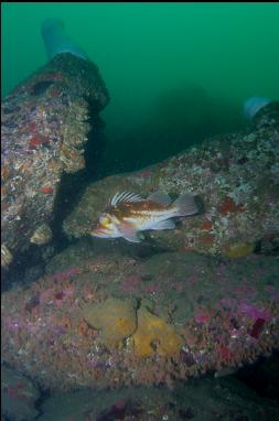 COPPER ROCKFISH