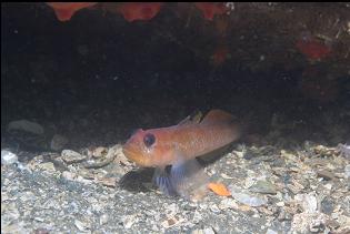 BLACKEYE GOBY