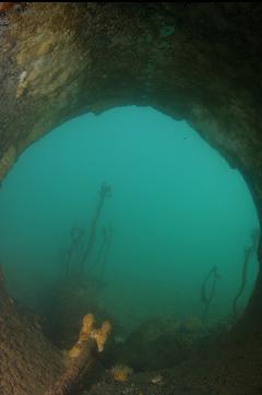 LOOKING OUT OF OLD SEWER PIPE