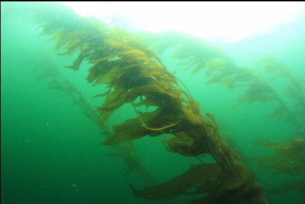 kelp