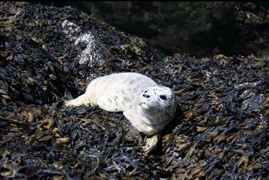 baby seal with longer lens