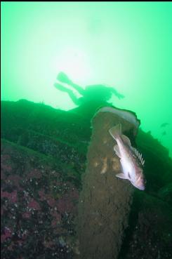 SPONGE AND ROCKFISH