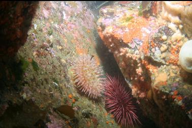 anemone, etc in shallows