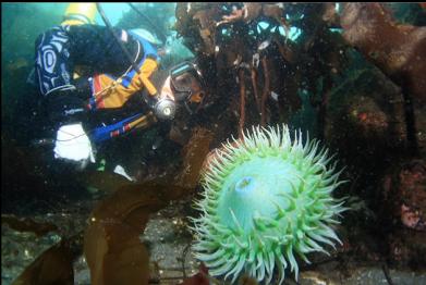 giant green anemone