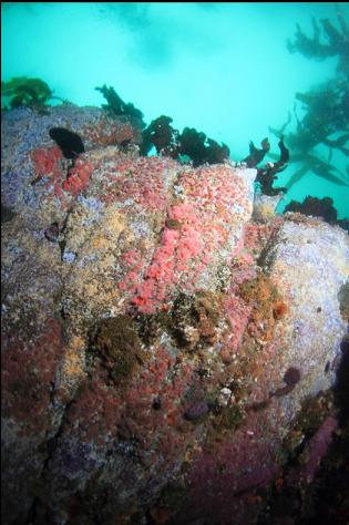 strawberry anemones