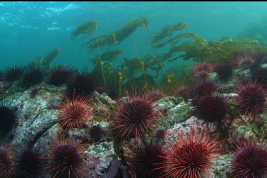 urchins and kelp