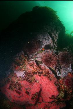 strawberry anemones and urchins in shallows