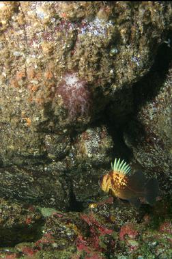 rockfish and nudibranch