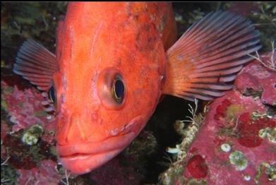 yelloweye rockfish