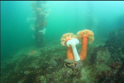 crab and anemones near dock