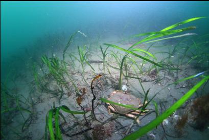 dungeness crab and eel grass