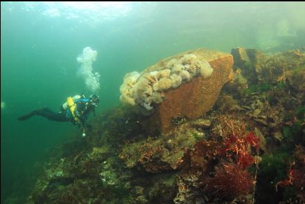 anemones near the boat