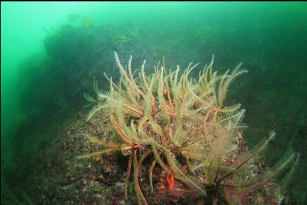 feather stars higher up on the wall