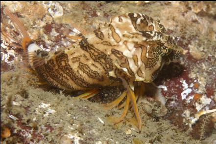 grunt sculpin