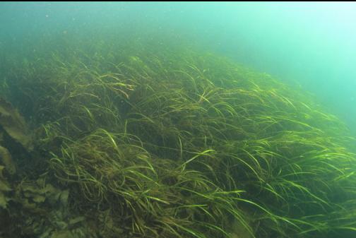 eelgrass in the bay