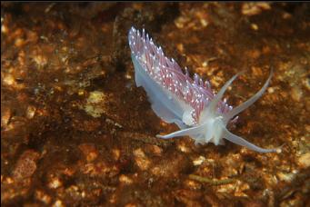 NUDIBRANCH