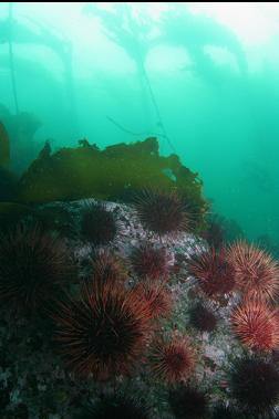 urchins at entrance to bay