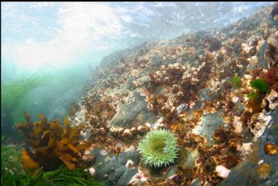 green anemone