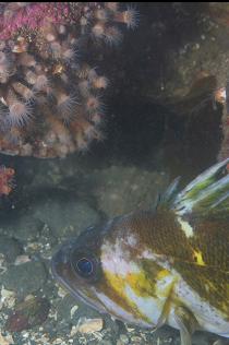 COPPER ROCKFISH AND ZOANTHIDS