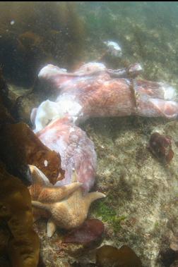 seastars and octopus