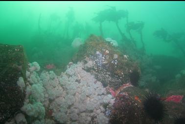 anemones and stalked kelp