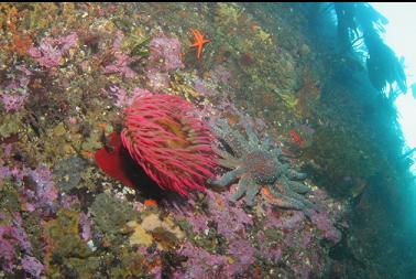 sunflower star and fish-eating anemone