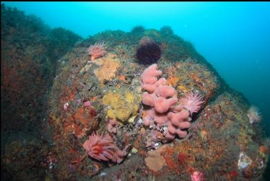 anemones, tunicates and yellow sponge