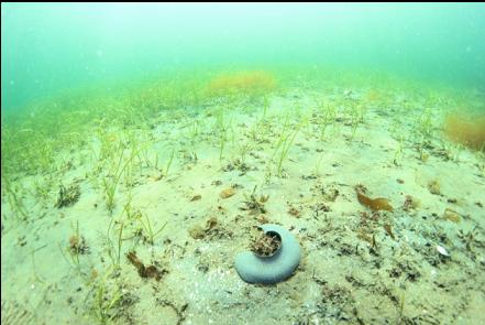 moon snail egg casing