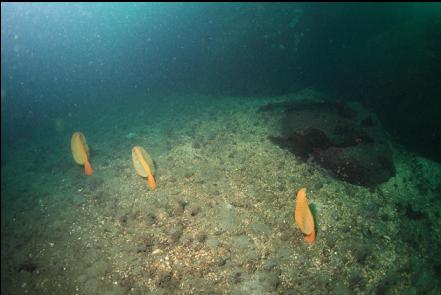 sea pens near the tip of the reef