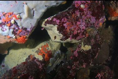 copper rockfish