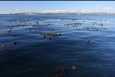 kelp bed in Plumper Pass